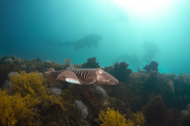 buceando entre peces