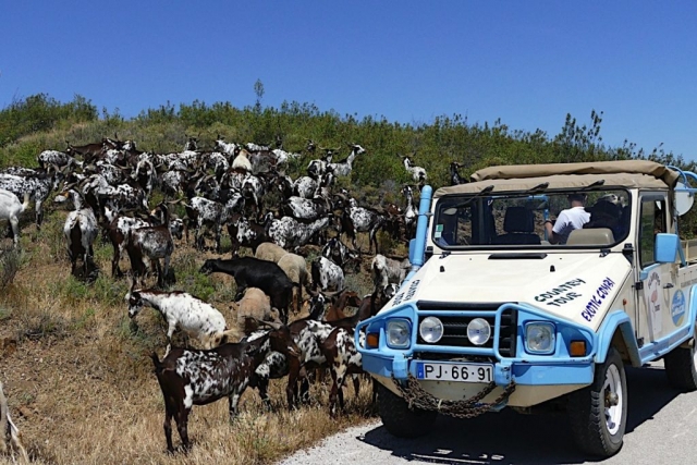 Visitando a los animales