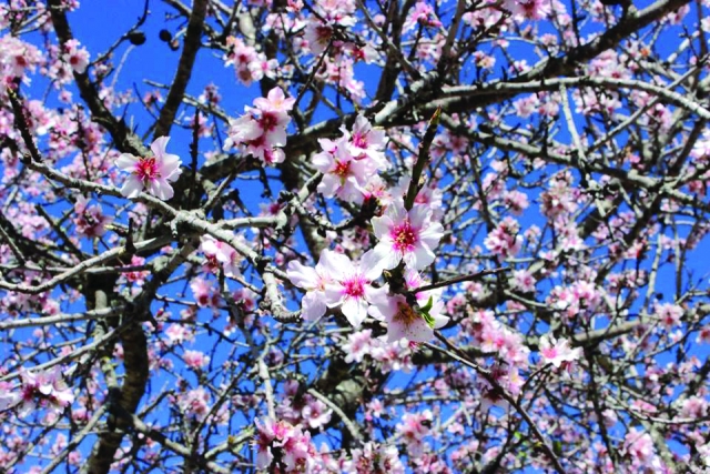 Árboles con encanto