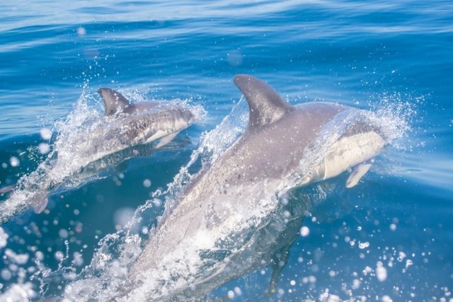 Viendo delfines