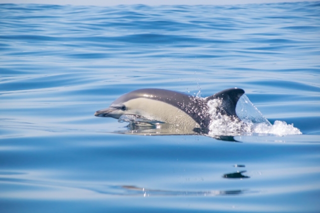 Whale watching 