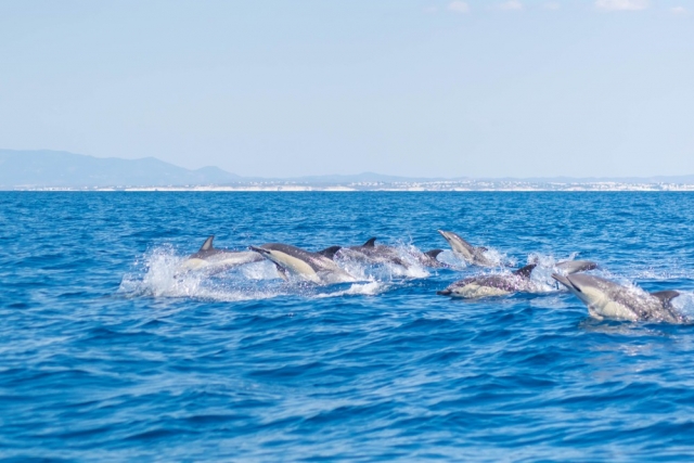 Delfines en Portimão 