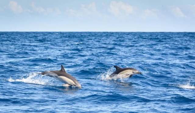Delfines nadando