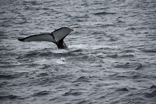 whale watching