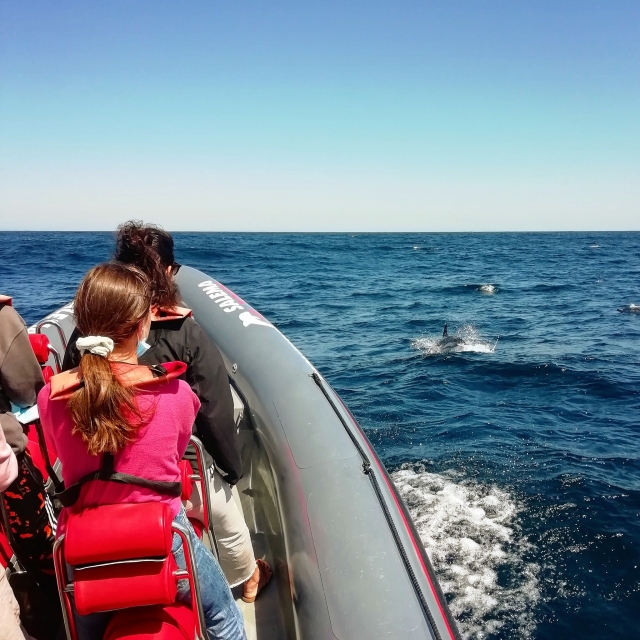 Observando los delfines