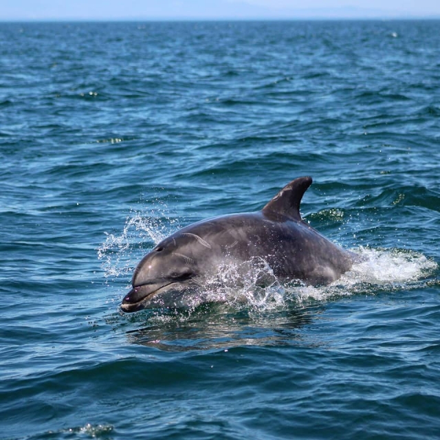 Avistamiento de delfines