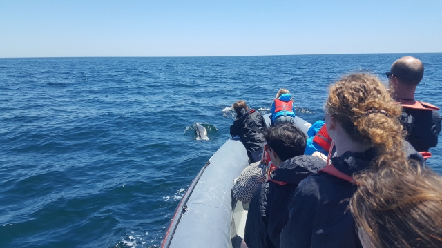 Disfrutando de los delfines