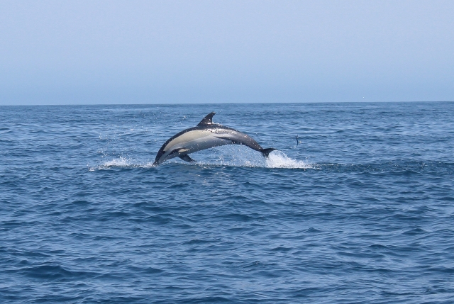 Whale watching en Portugal