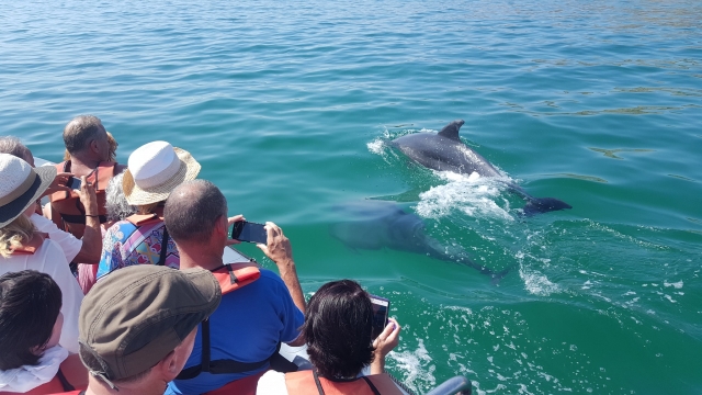 Fotografiando a los delfines