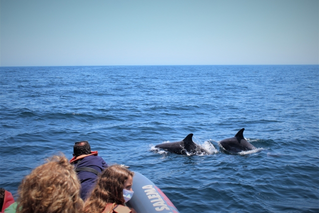 Observando delfines