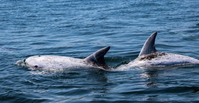 Viendo delfines