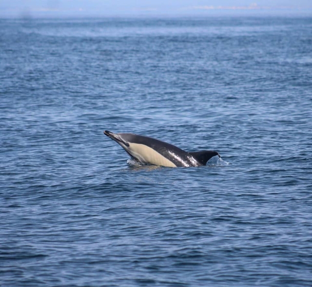 Delfines en el mar