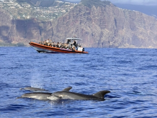 Whale watching en Funchal de 2h adultos