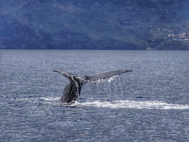 Cola de ballena
