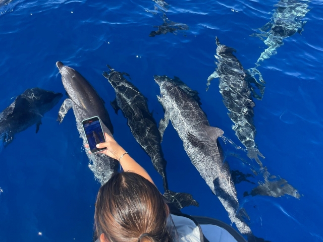 Delfines desde muy cerca