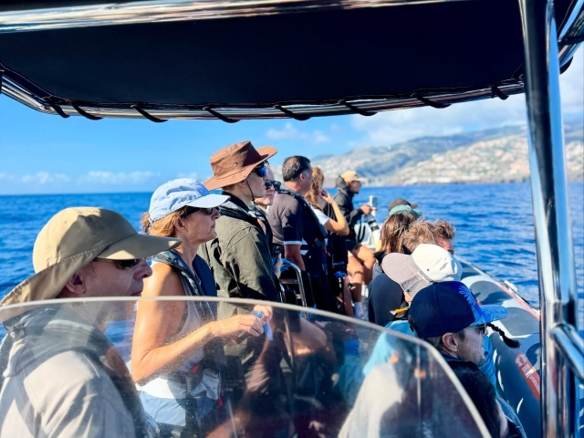 Ballenas en Madeira