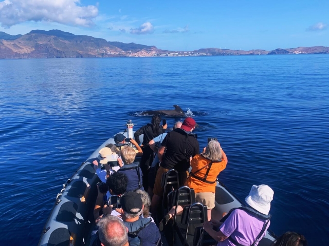 Avistamiento de ballenas