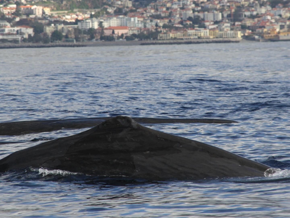 Ballena nadando con nosotros Ballena nadando con nosotros