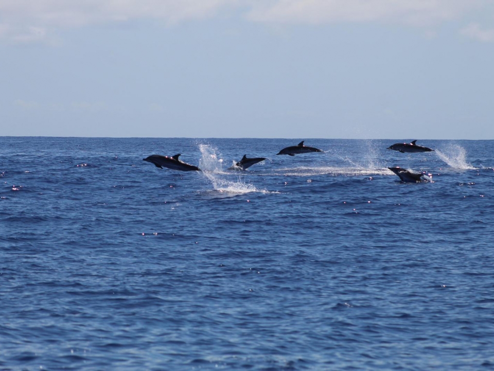 Avistamiento de delfines en Madeira Avistamiento de delfines en Madeira