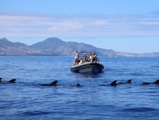 Whale watching en Funchal de 2h niños