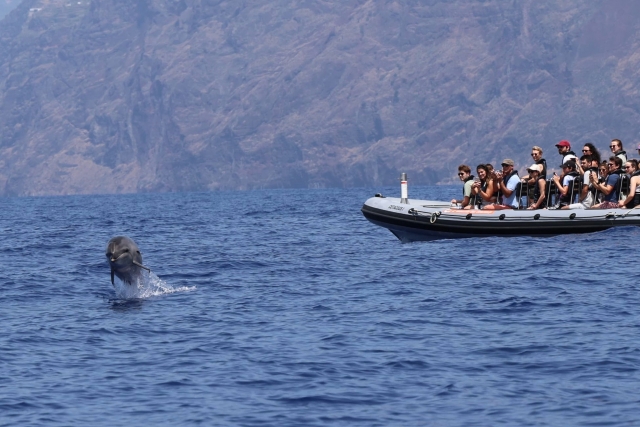 Ballenas en Madeira