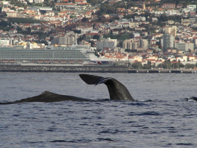 Avistamiento de delfines en Madeira