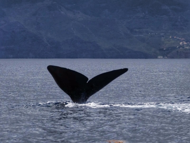 Ballena nadando con nosotros