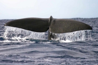 Avistamiento delfines y ballenas Funchal niños 2h