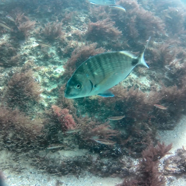 Fondo marino de Arrábida