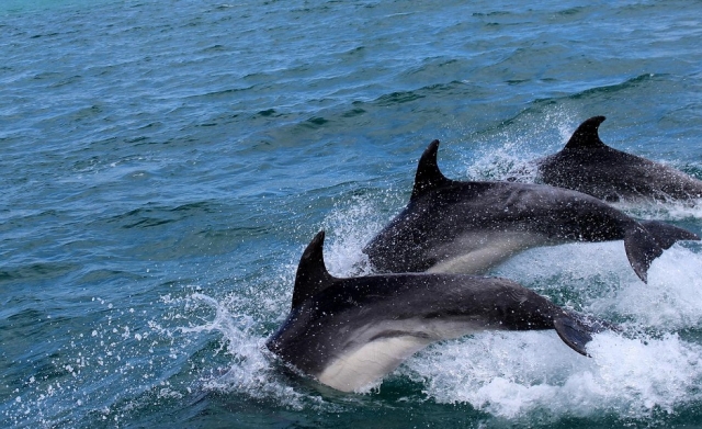 Delfines nadando en libertad