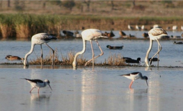 Fauna del Parque Natural Ría Formosa