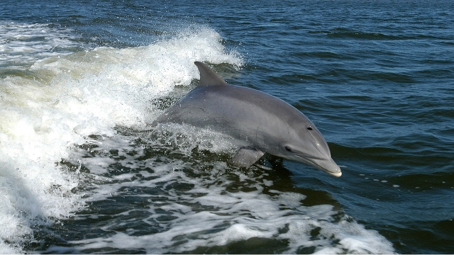 Navegar con delfines en el Algarve