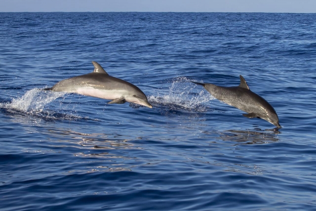 Delfines saltando