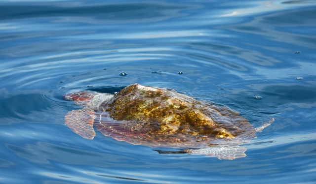 Tortugas marinas
