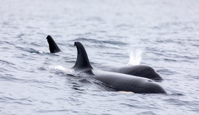 Dos orcas