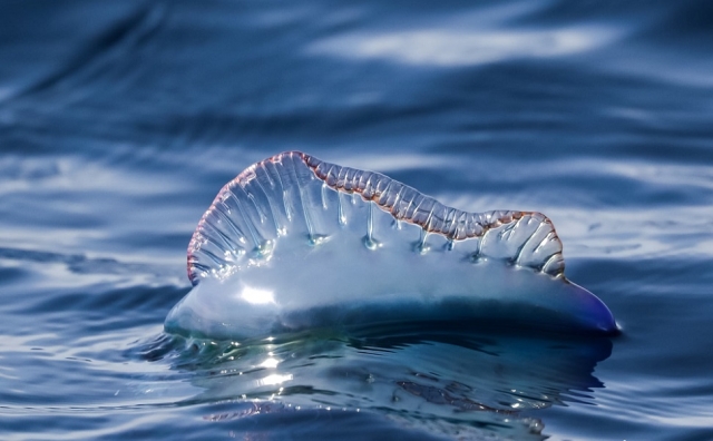Man o war en Azores