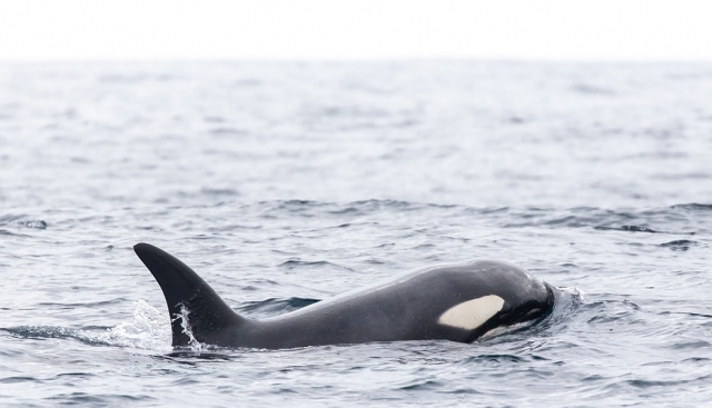 Orca macho