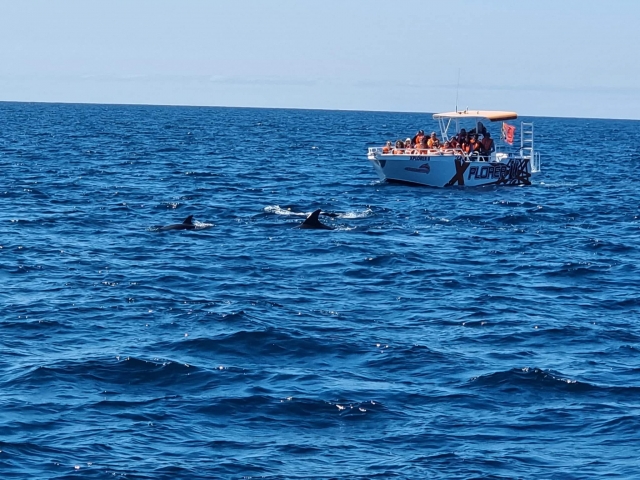 Paseo con delfines
