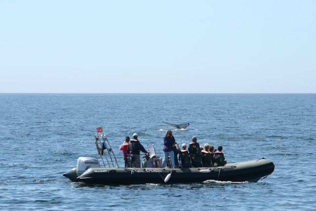 Embarcación en la podrás ver delfines