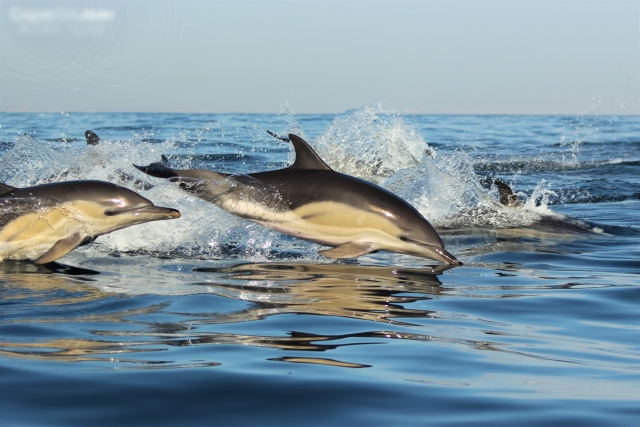 Delfines nadando