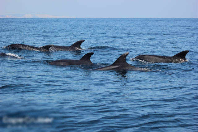 Delfines en manada en Sagres