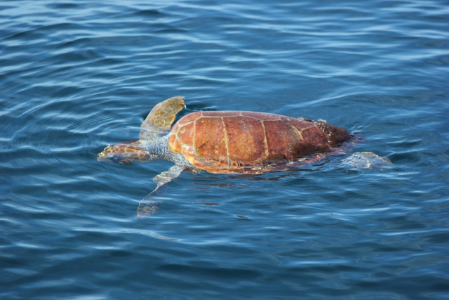 Descubre otras especies como la tortuga de mar
