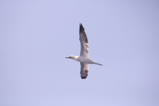 Sobrevolando el mar