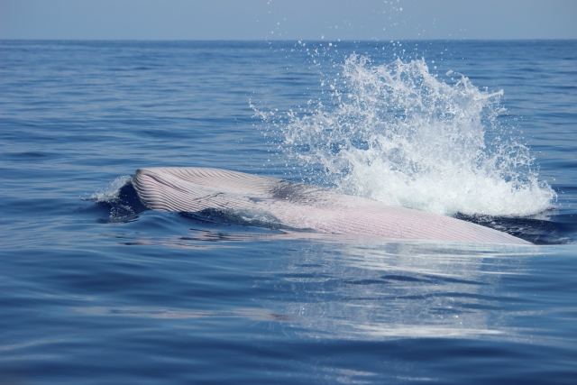 Whale watching