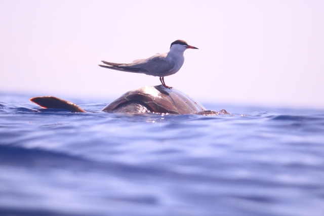 Fauna de la isla