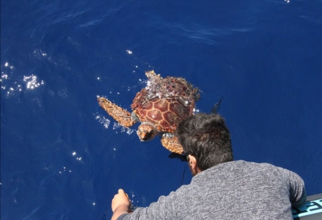 Con una tortuga
