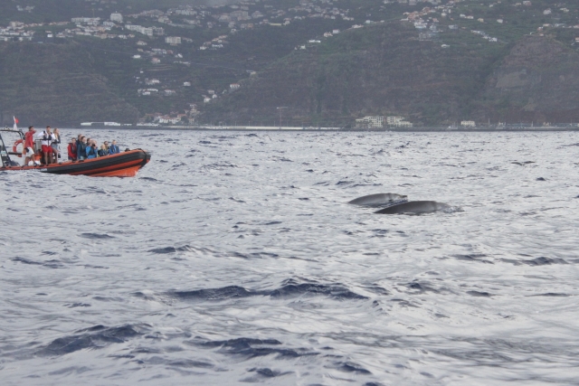Surcando el mar