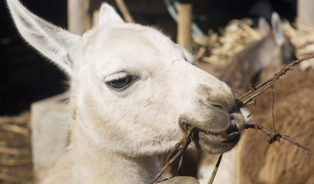Una cabra en los jardines de Santo de Serra