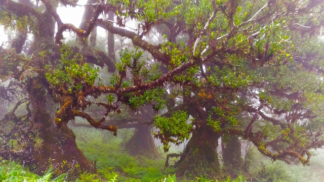 Bosque de Lurissilva