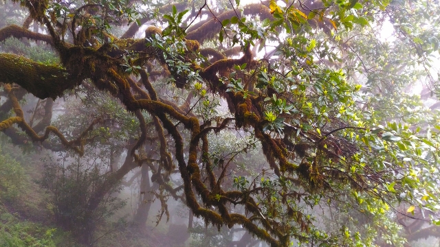 Vegetación de Madeira